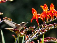 Humming Bird 2